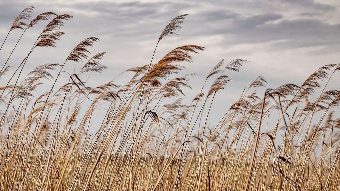 Reunión Dominical 02NOV2025