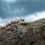 Reunión Dominical 01FEB2026