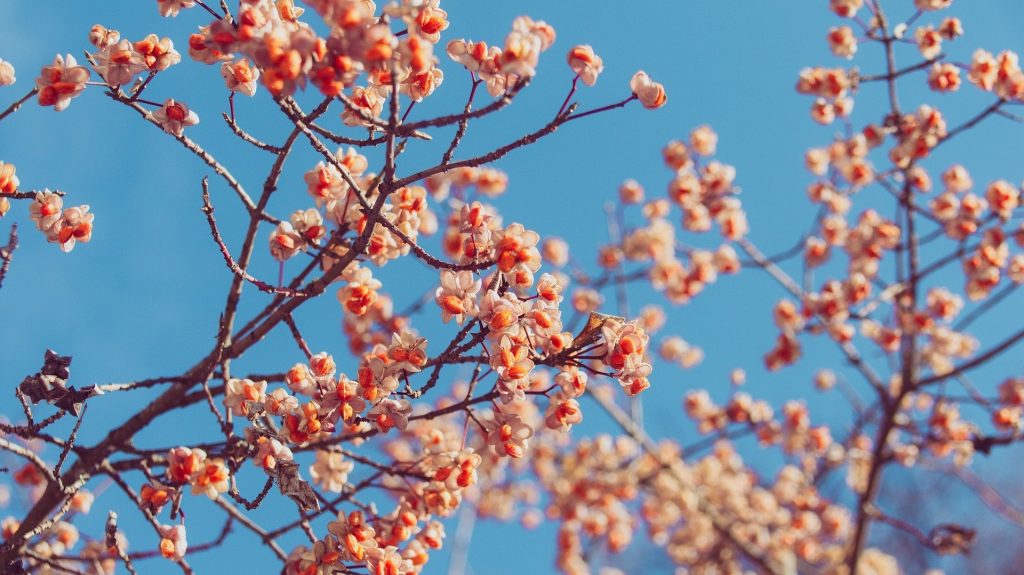 Reunión Dominical 15FEB2026