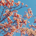 Reunión Dominical 15FEB2026