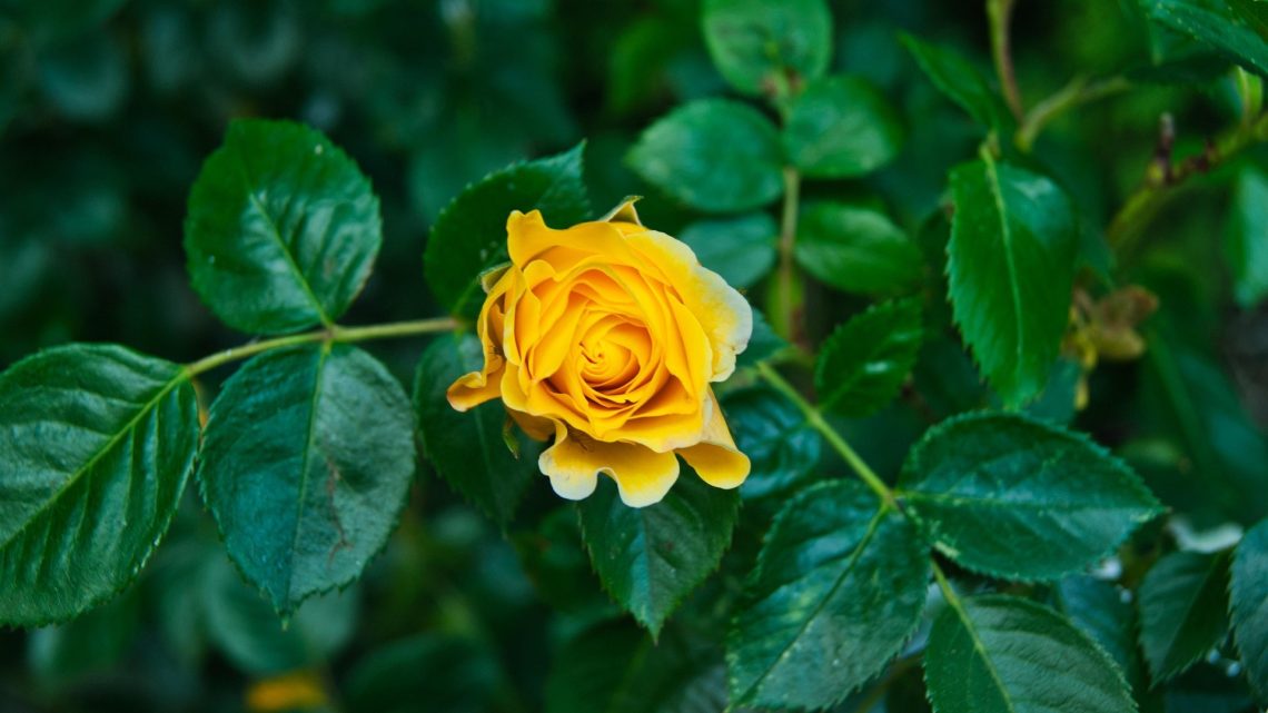 Reunión Dominical 29MAR2026