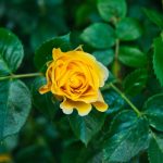 Reunión Dominical 29MAR2026